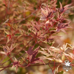Acer-palmatum-Beni-shishi-henge-automne
