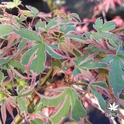 acer-palmatum-beni-shishi-henge-printemps