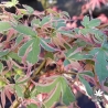 acer-palmatum-beni-shishi-henge-printemps