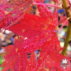 Acer-palmatum-Beni-sazanami-automne-2