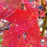 Acer-palmatum-Beni-sazanami-automne-2