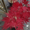 Tenuifolium