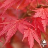 Tenuifolium