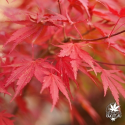Tenuifolium