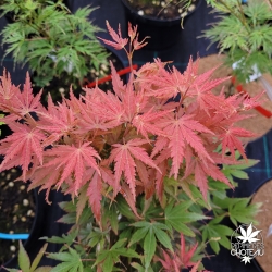 Acer-palmatum-Beni-sazanami-nouvelles-pousses-d-ete