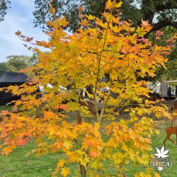 Acer-palmatum-Beni-musume-automne-3