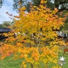 Acer-palmatum-Beni-musume-automne-3