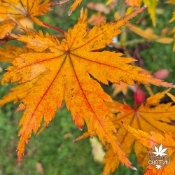 Acer-palmatum-Beni-musume-automne-2