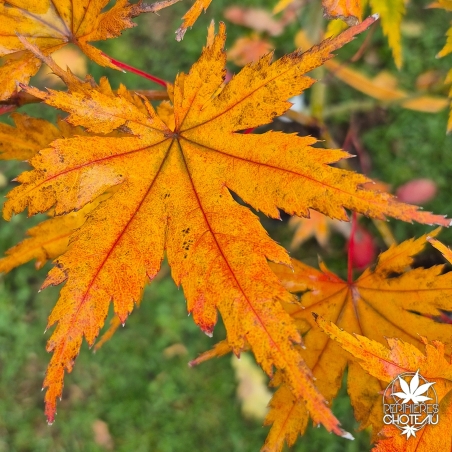 Acer-palmatum-Beni-musume-automne-2