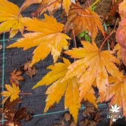 Acer-palmatum-Beni-musume-automne