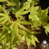Tenuifolium