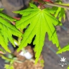 Acer-palmatum-Beni-musume-printemps