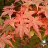 acer-palmatum-beni-maiko-automne