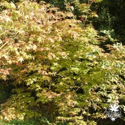 acer-palmatum-beni-maiko-fin-de-l-ete