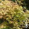 acer-palmatum-beni-maiko-fin-de-l-ete