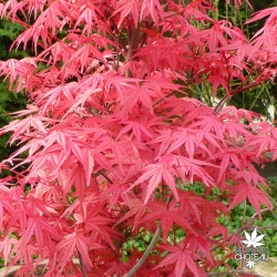 acer-palmatum-beni-maiko-printemps