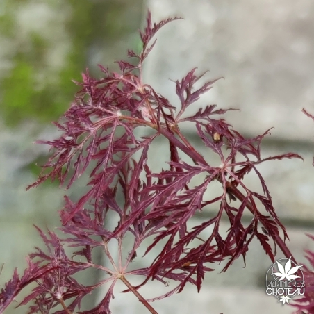Acer-palmatum-Beni-kumo-no-su-printemps