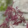 Acer-palmatum-Beni-kumo-no-su-printemps