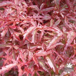 acer-palmatum-beni-komachi-printemps