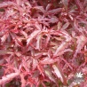 Tenuifolium