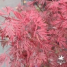 Acer-palmatum-Seiryu-automne