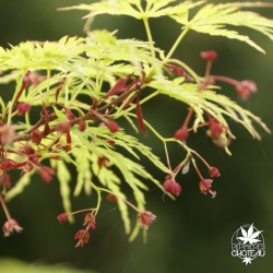 acer-palmatum-seiryu-fleurs