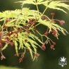 acer-palmatum-seiryu-fleurs