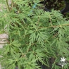 Acer-palmatum-Seiryu-ete