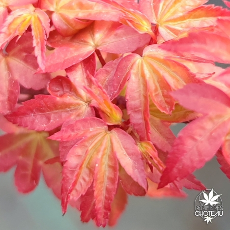 Acer_palmatum_Beni_hime_printemps