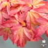 Acer_palmatum_Beni_hime_printemps