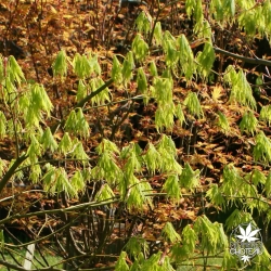 acer-palmatum-sekimori-printemps