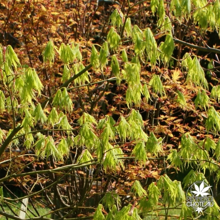 acer-palmatum-sekimori-printemps