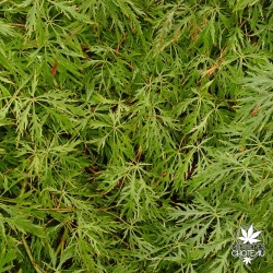 acer-palmatum-sekimori-ete