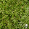 acer-palmatum-sekimori-ete