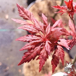 Acer-palmatum-Beni-hagoromo-printemps