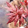 Acer-palmatum-Beni-hagoromo-printemps