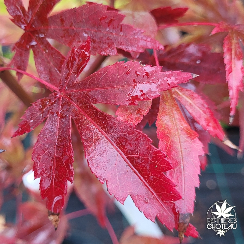 Acer-palmatum-Sharon-automne-2