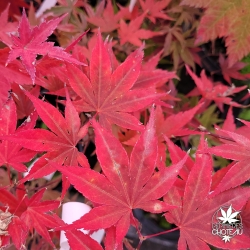 Acer-palmatum-Sharon-automne
