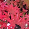 Acer-palmatum-Sharon-automne