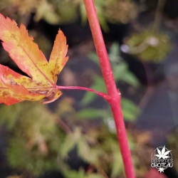 Acer-palmatum-Baton-Rouge-ecorce-2