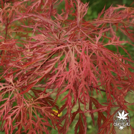 acer-palmatum-baldsmith-printemps
