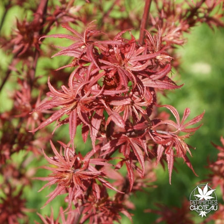 acer-palmatum-shaina-printemps