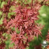 acer-palmatum-shaina-printemps