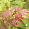 acer-palmatum-shaina-fin-de-l-ete