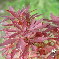 acer-palmatum-shaina-ete