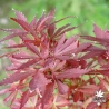 acer-palmatum-shaina-ete