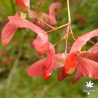 acer-palmatum-azuma-murasaki-fruits