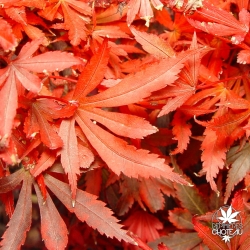 acer-palmatum-shaina-automne