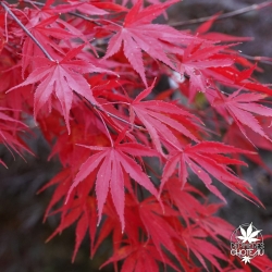 Autumn Red