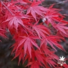 Autumn Red